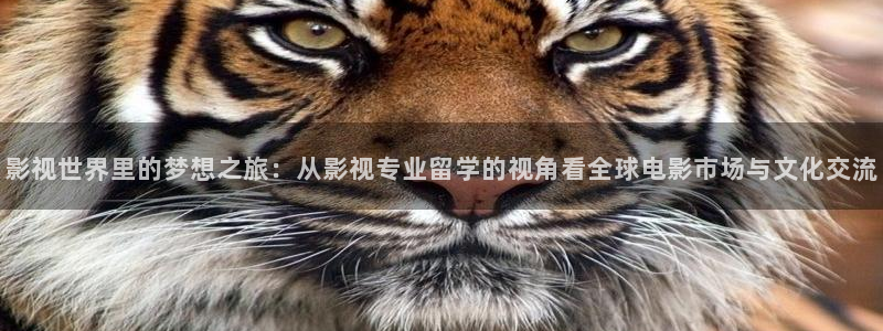 飘雪影院在线观看免费播放最新版：影视世界里的梦想之旅：从影视专业留学的视角看全球电影市场与文化交流
